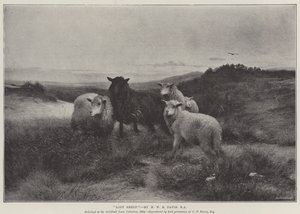 Verdwaalde Schapen